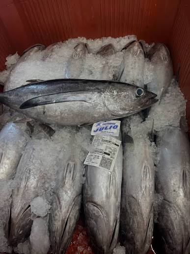 Lomos de bonito del norte recién cortados sobre hielo en el mostrador de una pescadería, primer plano