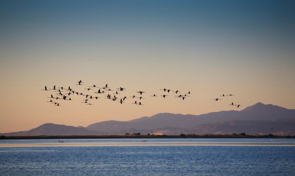 Atardecer sobre la bahía de Santoña con una bandada de aves volando en formación