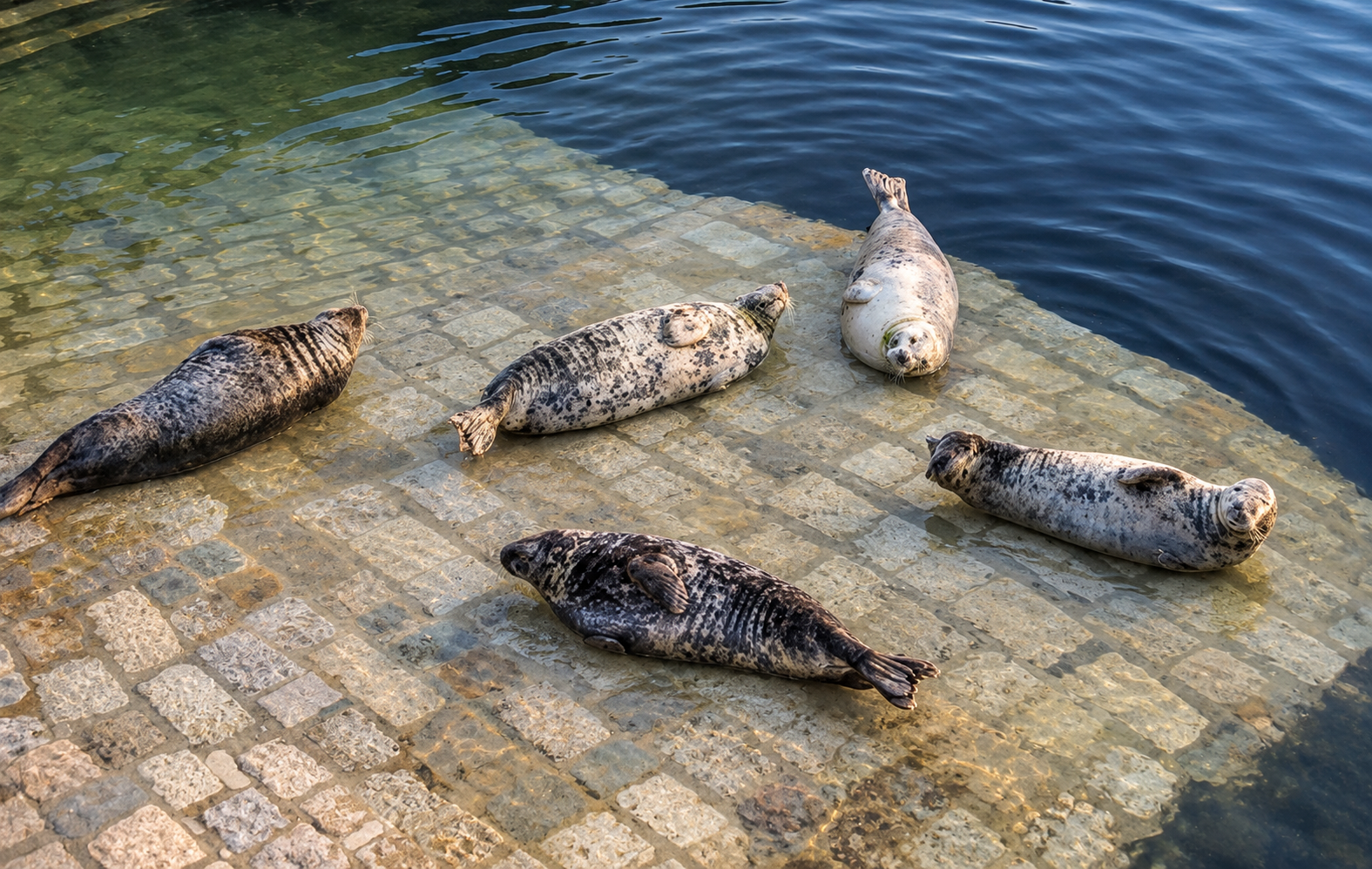Piscina de focas en el pequeño recinto de fauna marina de la Península de la Magdalena
