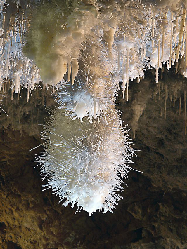 Primer plano de formaciones excéntricas (helictitas) de aragonito creciendo en todas direcciones sobre la roca, sección iluminada de la cueva