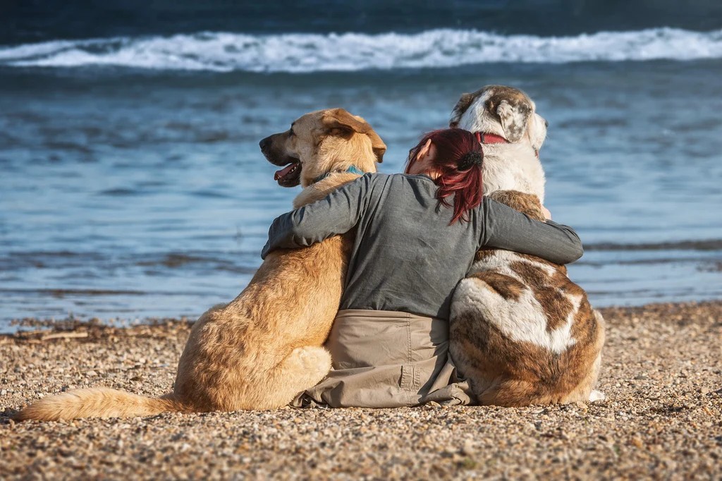Playas para perros en Cantabria: 7 zonas caninas