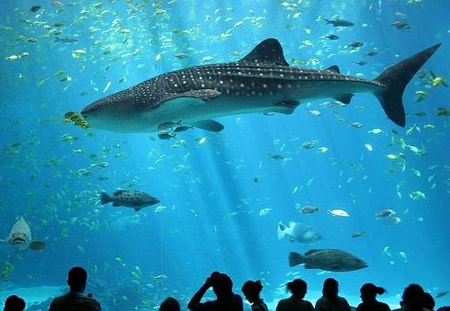 Interior de un acuario público con peces y luz azulada, familias observando los tanques.