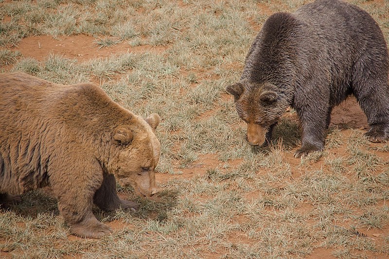 Animales en semilibertad en el Parque de la Naturaleza de Cabárceno