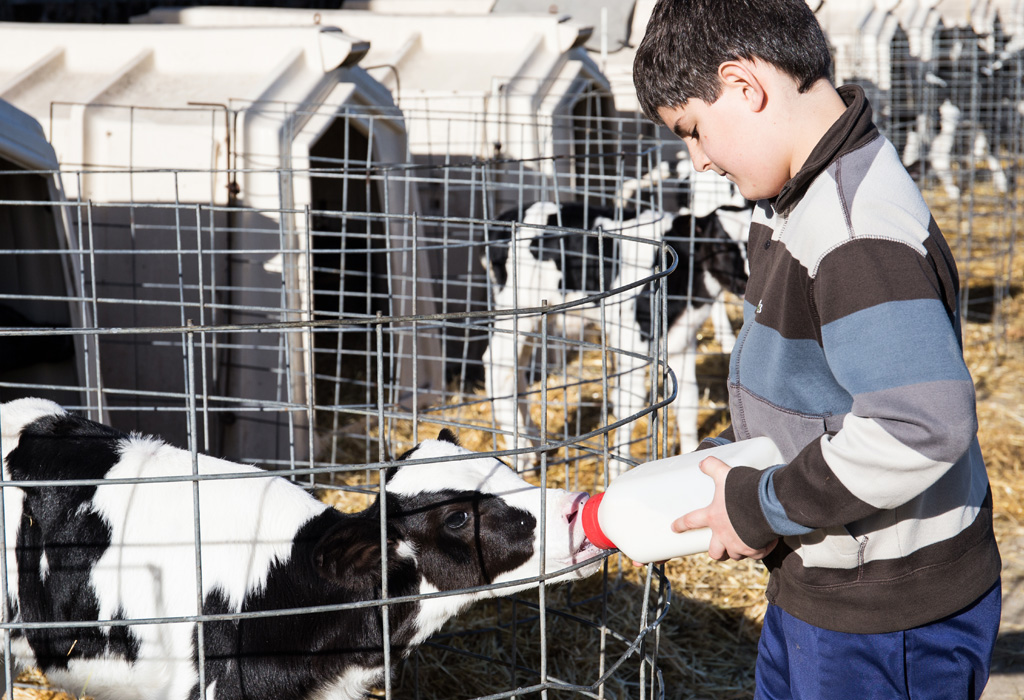 Visita guiada en Granja Cudaña (Labarces): niños dando el biberón a los terneros o vacas en el prado de la granja