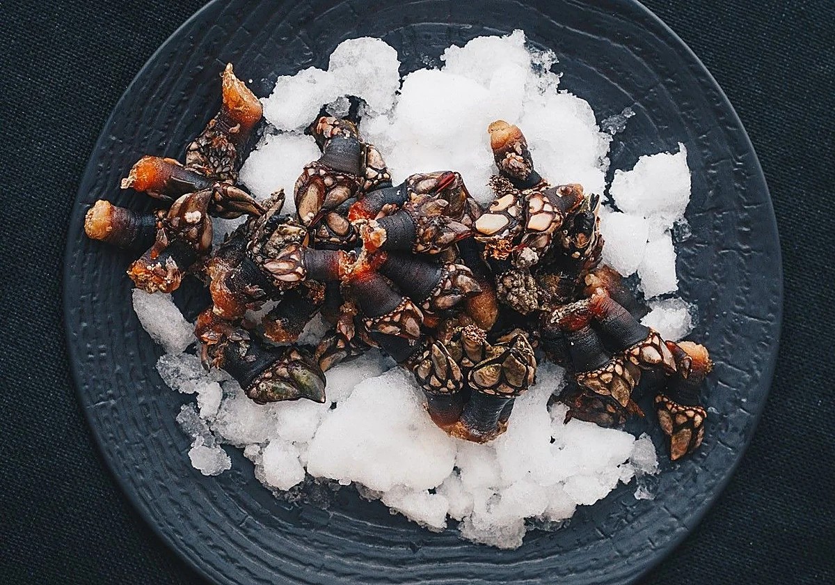 Percebes o zamburiñas en el Restaurante La Dársena, muelle de Suances