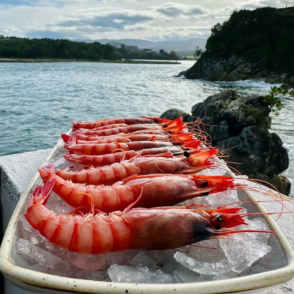 Bandeja de ostras de cultivo propio en La Ostrería San Vicente, San Vicente de la Barquera