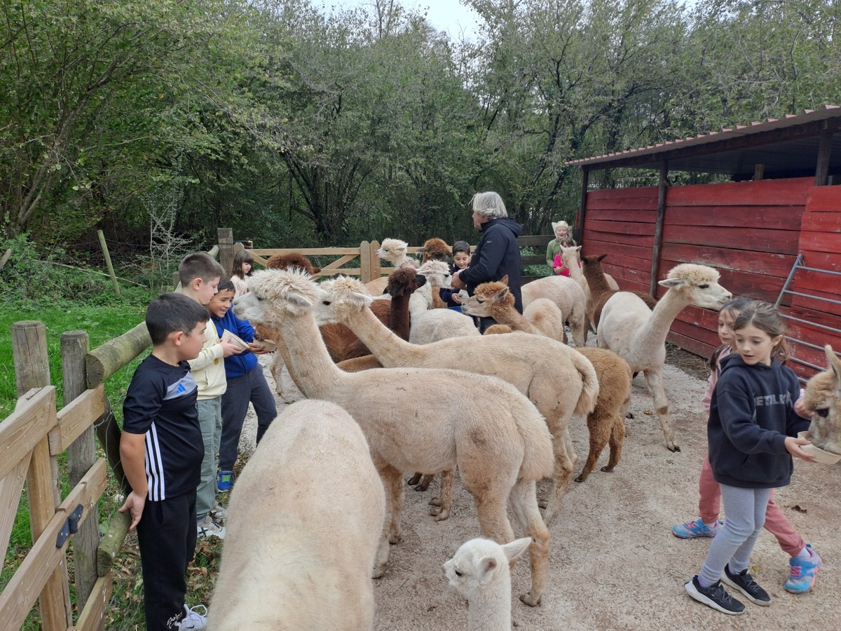 Familia con niños pequeños acariciando a una alpaca en la granja, en un día soleado