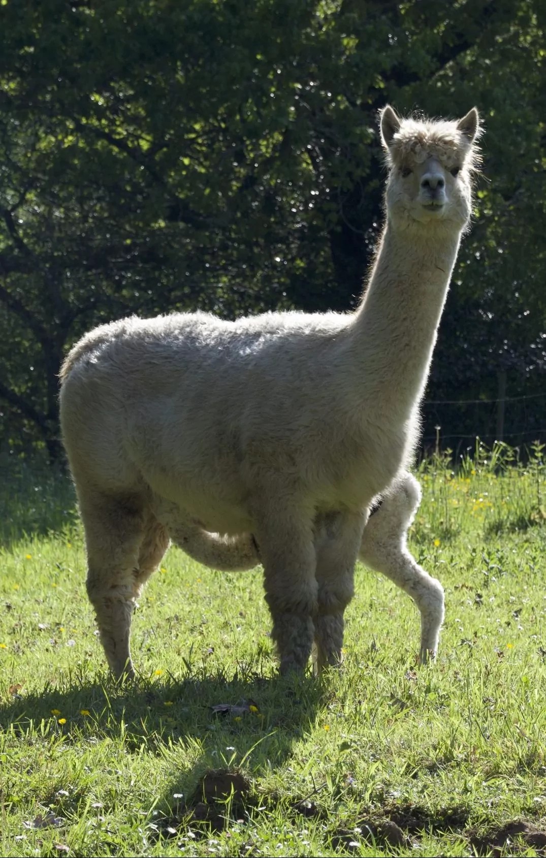 Primer plano del rostro de una alpaca de Alpacas de la Tierruca, mostrando su lana característica