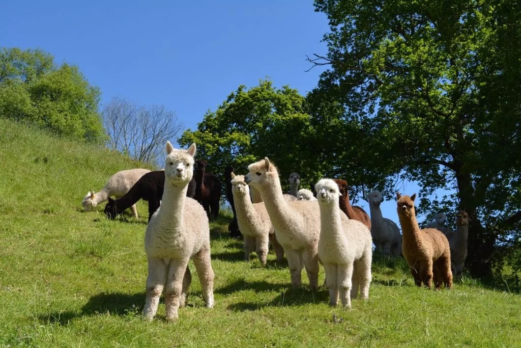 Grupo de alpacas pastando en el prado de Alpacas de la Tierruca, Llanos de Penagos, con las montañas pasiegas al fondo