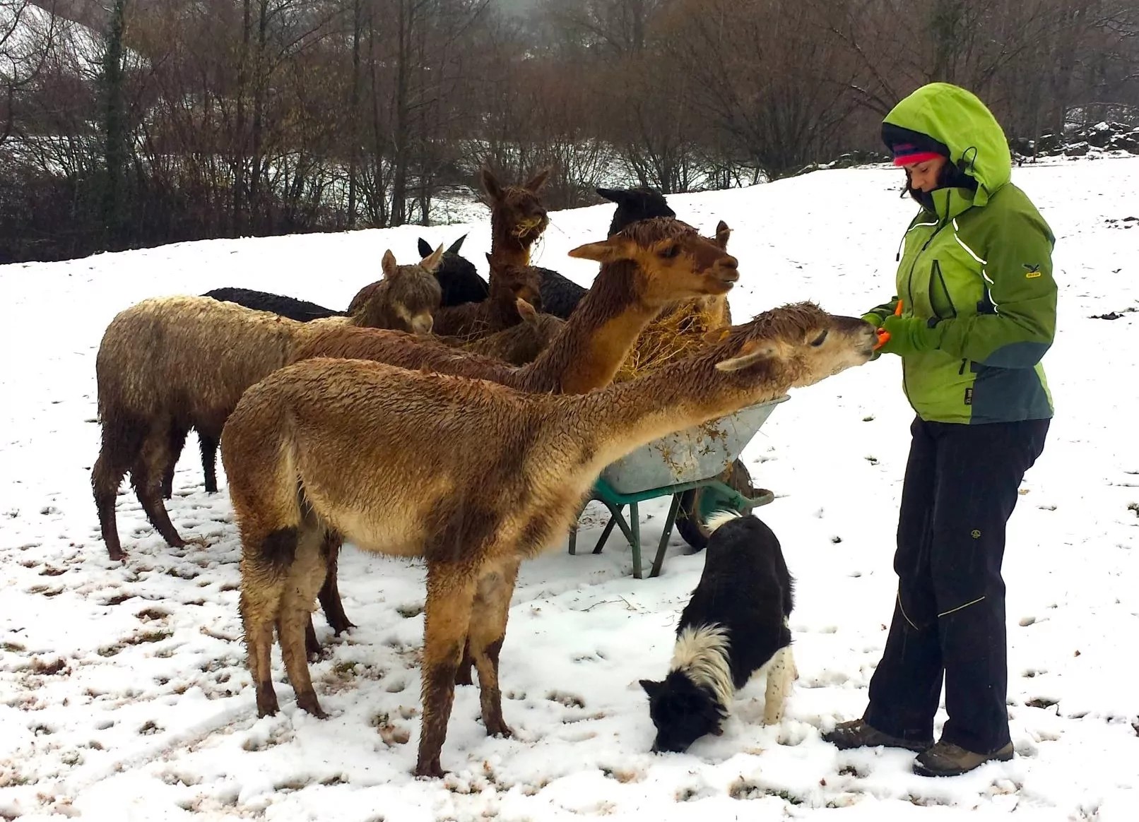 Niño dando de comer una zanahoria a una alpaca de cerca, durante la visita guiada