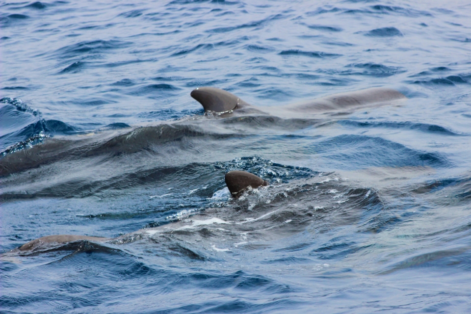 Delfines saltando junto a un catamarán frente a la costa de Santander