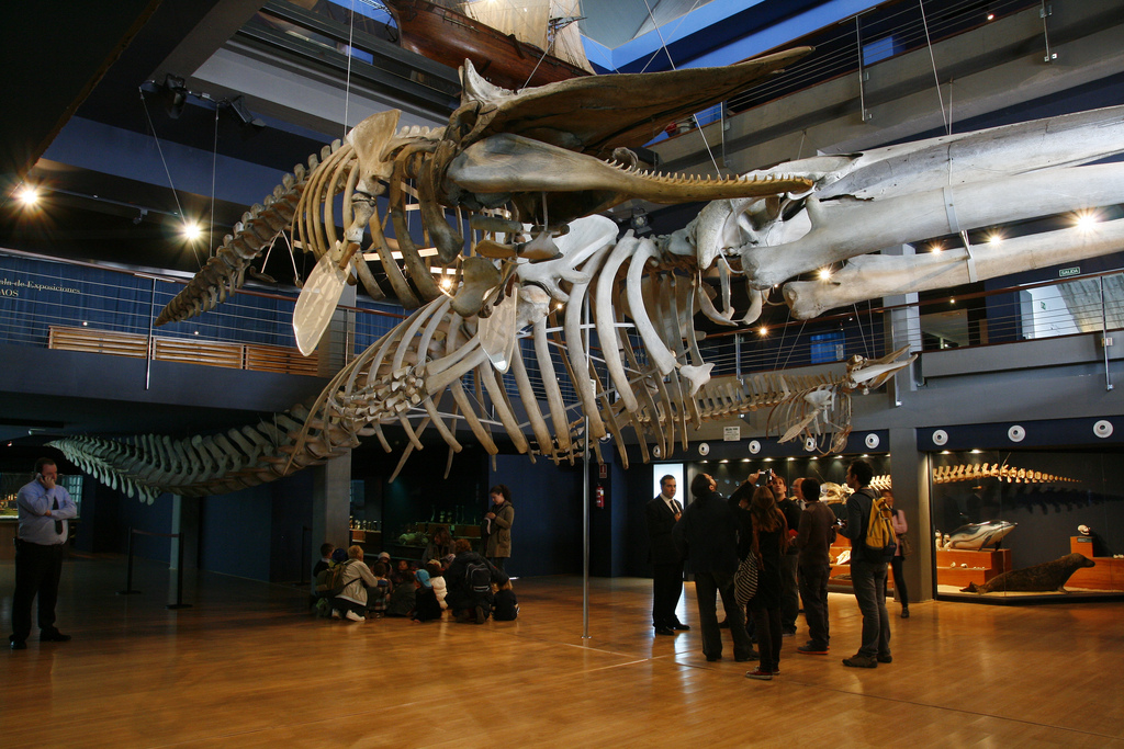 Esqueleto de ballena a tamaño real expuesto en una de las salas del Museo Marítimo del Cantábrico, visto desde abajo para apreciar su tamaño.