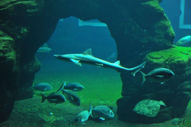 Interior de una de las salas de acuarios del Museo Marítimo del Cantábrico, con peces del Cantábrico nadando en un tanque de gran tamaño y niños observando de cerca.