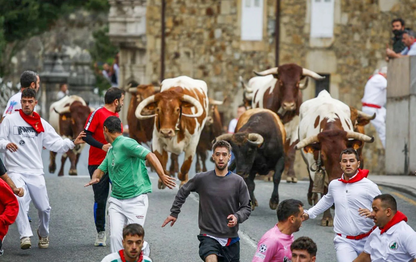 Encierro de toros por las calles de Ampuero con la ganadería Sancho Abarca, público tras las barreras
