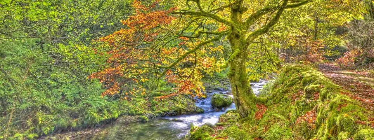 Robledal de Peña Cabarga en otoño con tonos cobrizos y vistas hacia la bahía de Santander