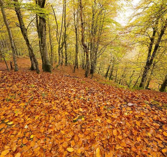 Hayedo de Saja en otoño cerca de Bárcena Mayor, alfombra de hojas doradas en el suelo del bosque