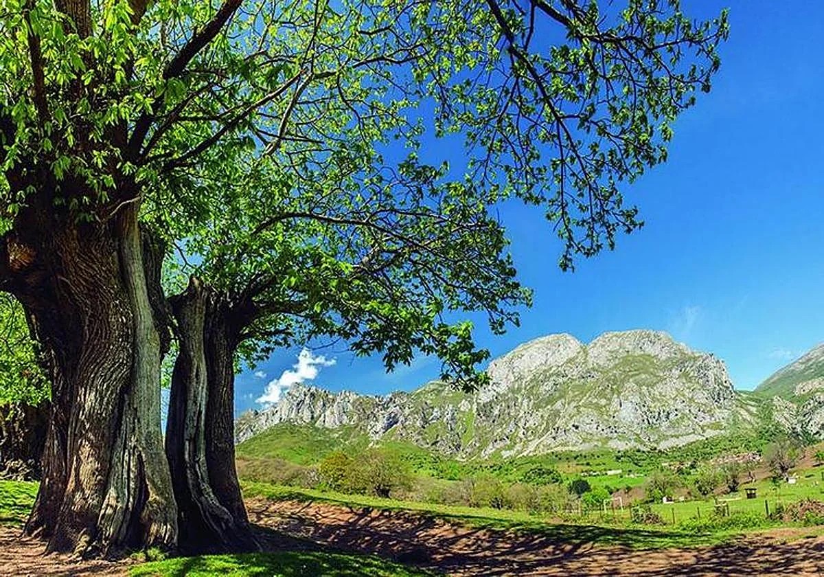 Castañares y hayedos de Liébana en otoño con los Picos de Europa al fondo