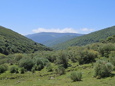 Bosque de montaña en Alto Campoo en otoño con tonos ocres y la Sierra del Cordel al fondo