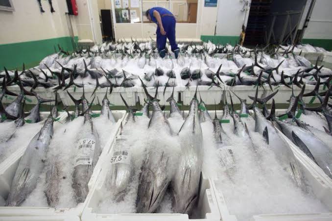 Marisco recién sacado de la lonja o mostrador de pescadería en un pueblo pesquero de la costa de Trasmiera