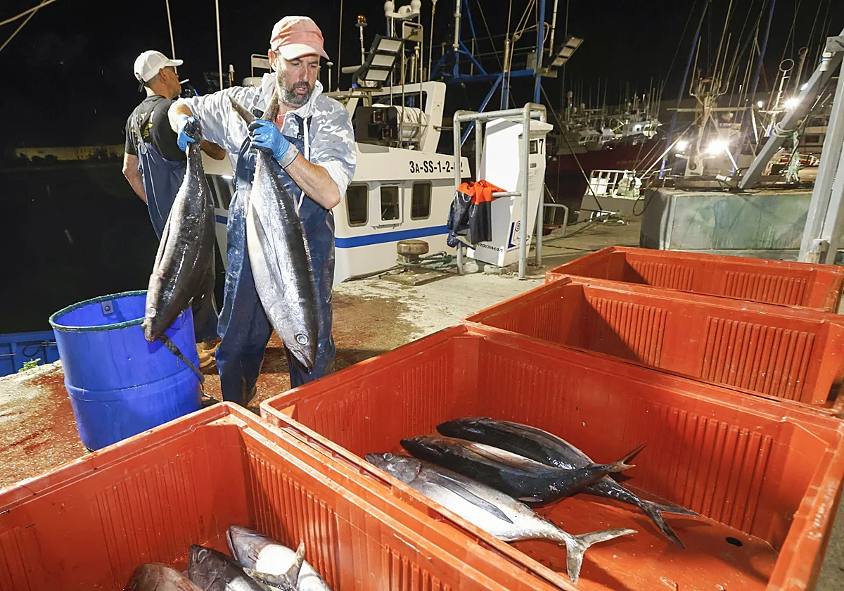 Bonito del norte recién capturado sobre la cubierta de un barco de pesca deportiva, caña y carrete en primer plano.