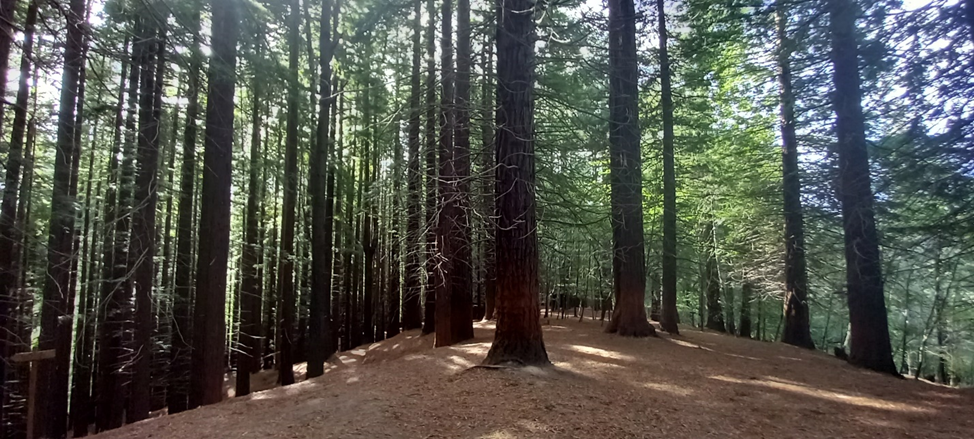 Vista general del sendero de entrada al bosque de secuoyas, con los troncos rectos y rojizos vistos desde el suelo, en un día luminoso.