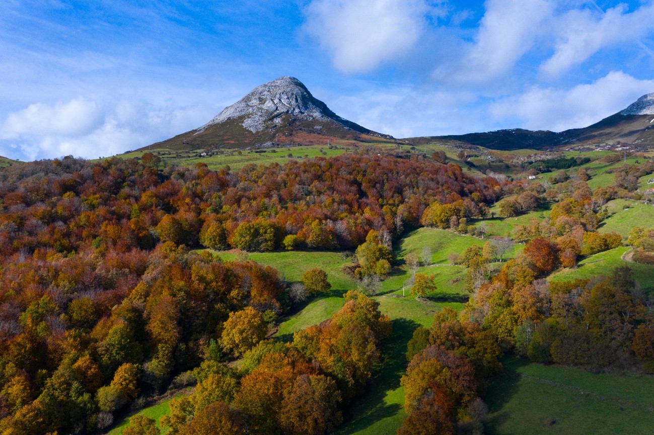 Bosque de robles y hayas en Cantabria a finales de septiembre, luz de mañana entre niebla