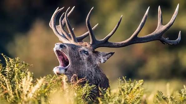 Ciervo macho bramando entre la vegetación, primer plano, en un claro de bosque al amanecer.