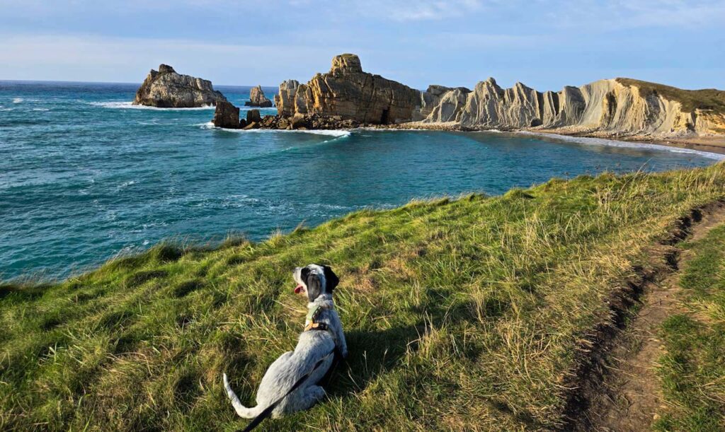 Perro paseando con correa por una playa atlántica de arena y acantilados verdes al fondo, día nublado típico del Cantábrico.