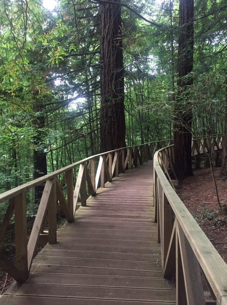 Sendero circular entre los troncos altos del Bosque de Secuoyas de Cabezón de la Sal, luz filtrada entre las copas