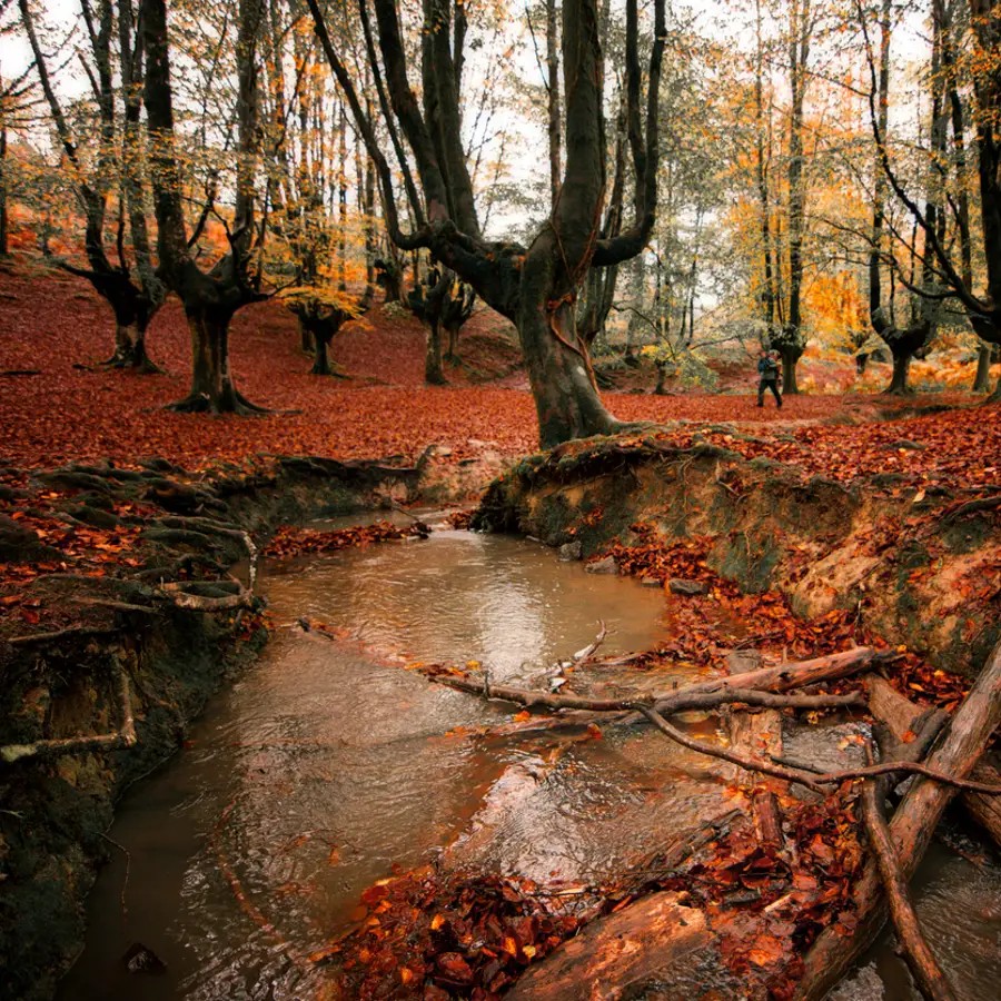 Bosque de interior de Cantabria en otoño con luz de última hora de la tarde, ambiente rural