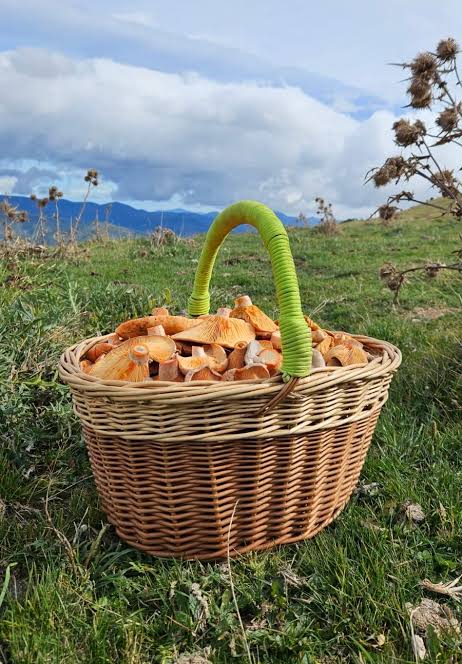 Cesta de mimbre con setas variadas y una navaja, sobre el suelo del bosque