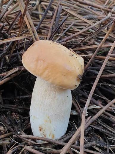 Boletus recién recolectado sobre hojarasca húmeda del bosque, primer plano