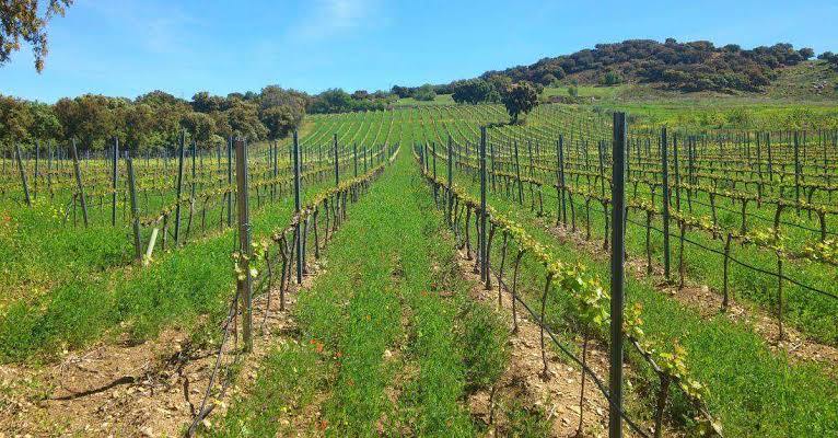 Fachada y viñedo de Bodega Boreal en San Miguel de Meruelo, luz de mañana