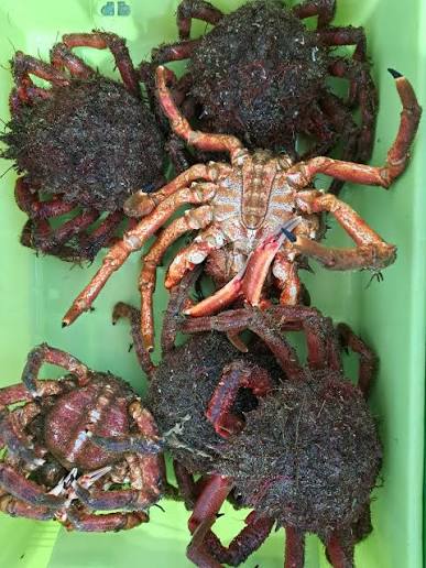 Centollos y bueyes de mar vivos en el tanque de una marisquería cerca de Bareyo