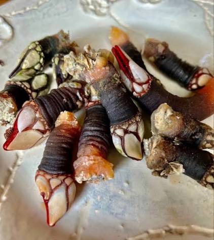 Percebes recién recolectados sobre las rocas de la costa cántabra, primer plano