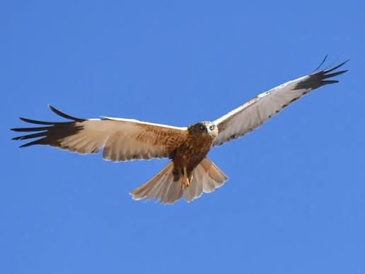 Aguilucho lagunero sobrevolando los carrizales de la Ría de Ajo al atardecer.