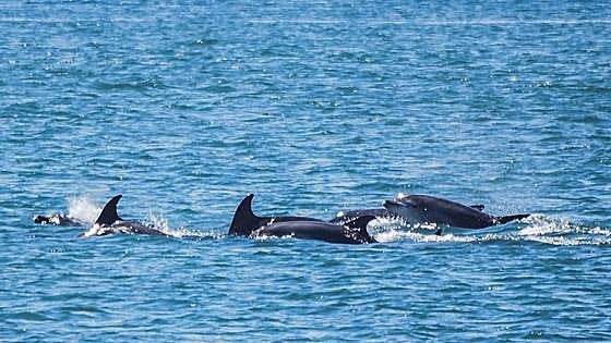 Avistamiento de delfines y ballenas cerca de Bareyo: así son las salidas por el Cantábrico