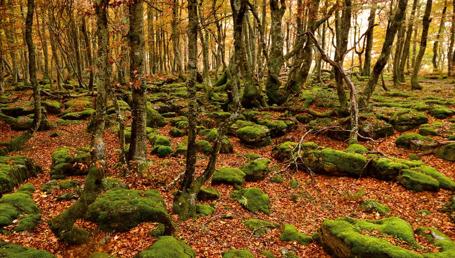 Bosque de hayas cubierto de musgo en un valle de montaña de Cantabria